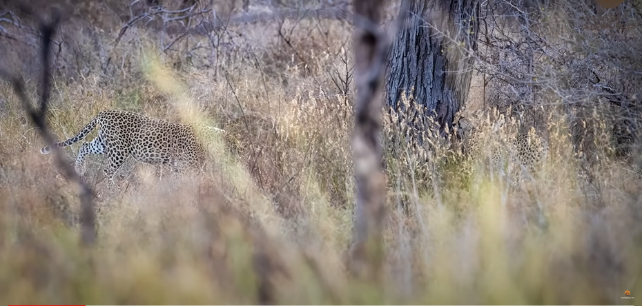 一隻獵豹在覓食的時候不小心進到花豹的領地，沒想到飢餓的花豹見到相似的同類完全不放過，立刻突襲咬住對方將其帶到樹上吃掉，罕見的同類相殘畫面讓目擊民眾看傻眼。 (圖/取自影片)