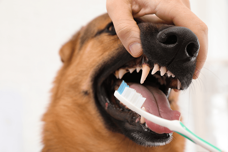 記得從幼犬貓時期就要養成刷牙好習慣/p'adore寵愛提供