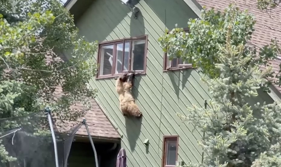 大棕熊卡在二樓窗戶動彈不得。（圖／翻攝自Facebook）