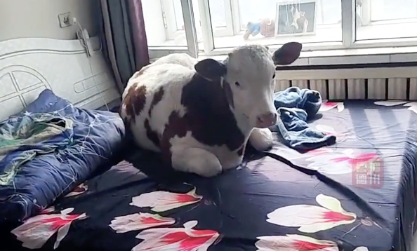 體型超大的黃牛乖巧得端坐在主人的臥室床上。（圖／翻攝自微博）