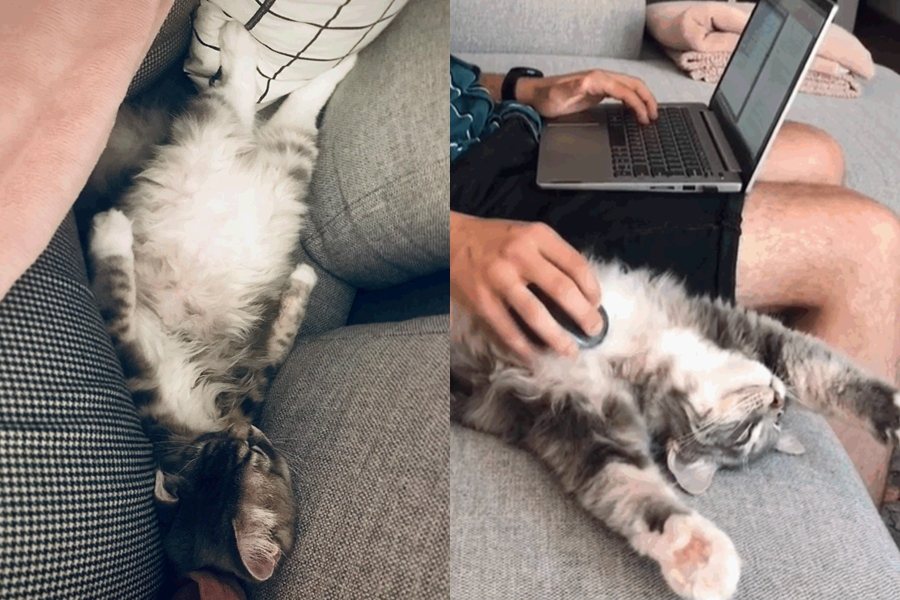 西伯利亞貓「迪布斯特」喜歡翻肚躺在沙發上，被主人當成滑鼠墊。圖擷自IG@thesiberiandibster