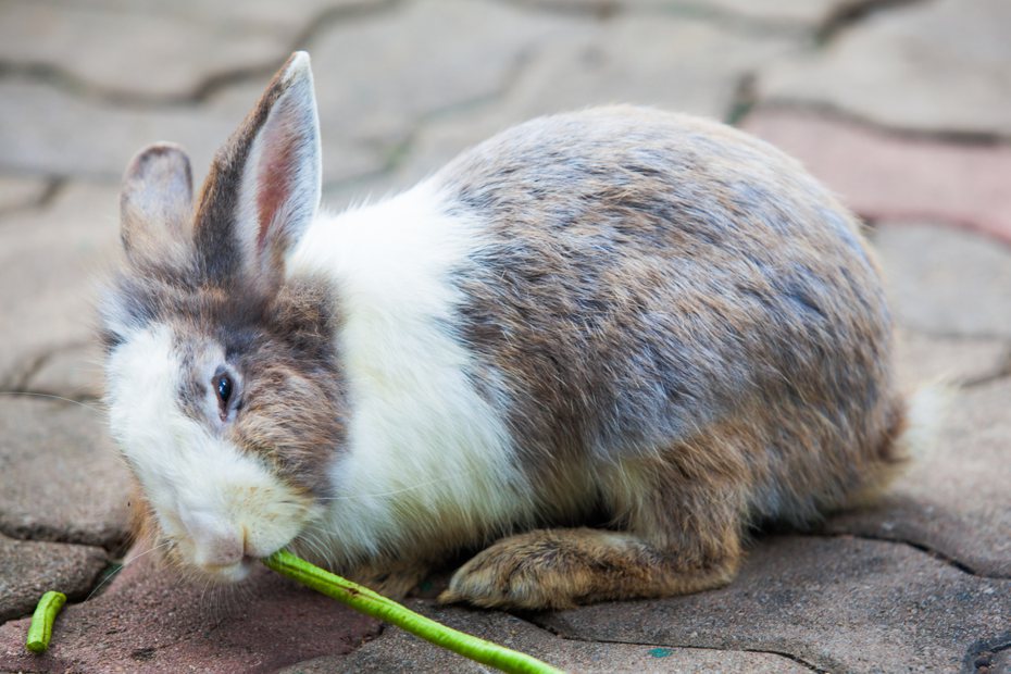 兔兔咬合不正怎麼辦？多吃草才是最好的預防之道。（圖/ ingimage）
