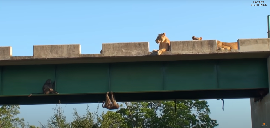 一群狒狒正在快樂曬日光浴的時候，突然一群獅子突襲想將牠們打包回家當美食，沒想到狒狒們竟然鑽縫隙跑到橋梁的旁邊，用絕佳平衡感掛在旁邊讓獅子完全搆不到。 (圖/取自影片)