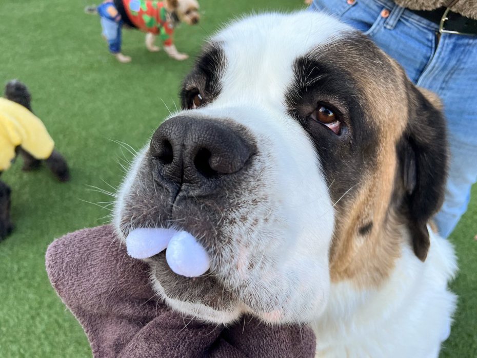 聖伯納犬的大嘴巴幾乎含住整隻娃娃，只剩下部分耳朵露在外面。圖擷自推特/@kishidog