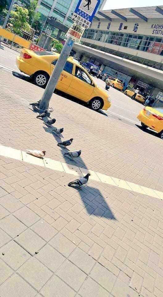 鴿子在燈桿躲太陽。圖取自臉書