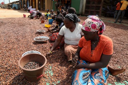 可可豆的主要生產國迦納警告，歐洲買家需要準備支付更高價格，才能買到符合歐洲永續新規定的可可豆。（路透）