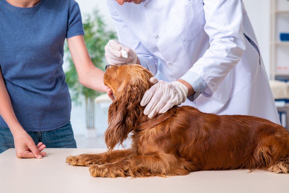 幫寵物做病理檢查很重要，也可從中獲得身體內在的一些警訊。（圖/ ingimage）