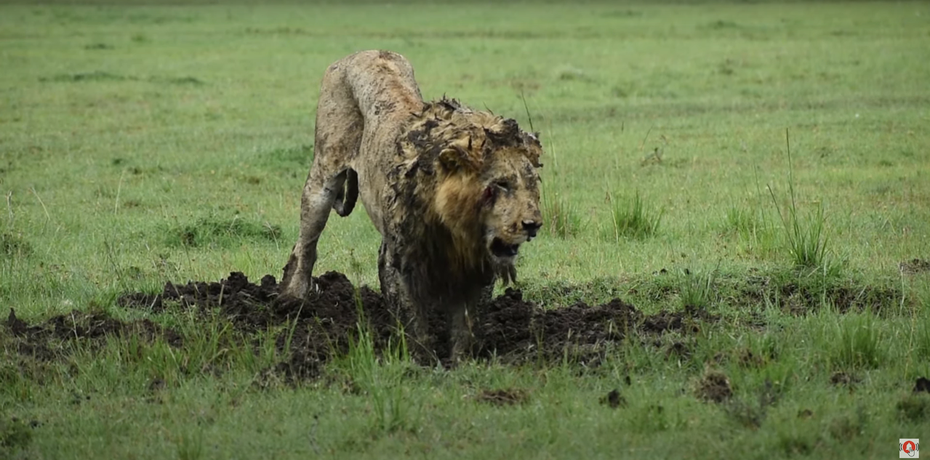 一名遊客在國家公園內目擊到一隻雄獅正在泥巴坑裡面不斷打滾，讓他很驚訝原來獅子也喜歡玩泥巴浴，沒想到獅子在泥坑裡打滾一陣子後竟拖出一隻動物，這才發現原來獅子竟然是從泥坑內將美食拽出來。 (圖/取自影片)