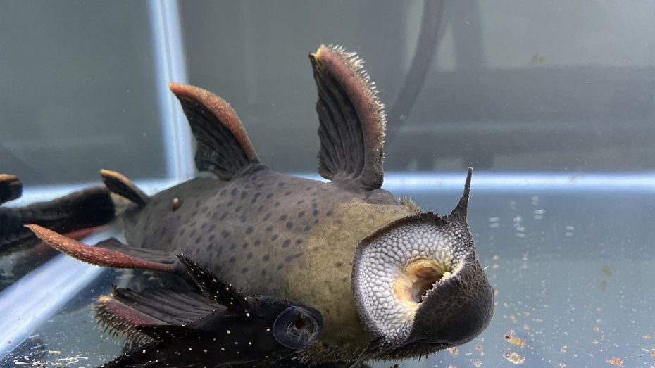 鯰魚整隻翻肚躺在魚缸底部。（圖／翻攝自推特 @chantsuru_aqua）