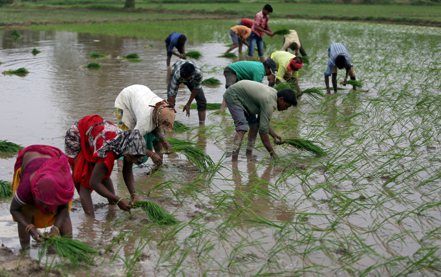 印度稻農在水田中插秧。  路透