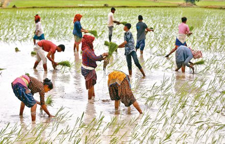 全球最大稻米出口國印度又宣布，將暫停最大宗的稻米出口品種輸出。(路透)
