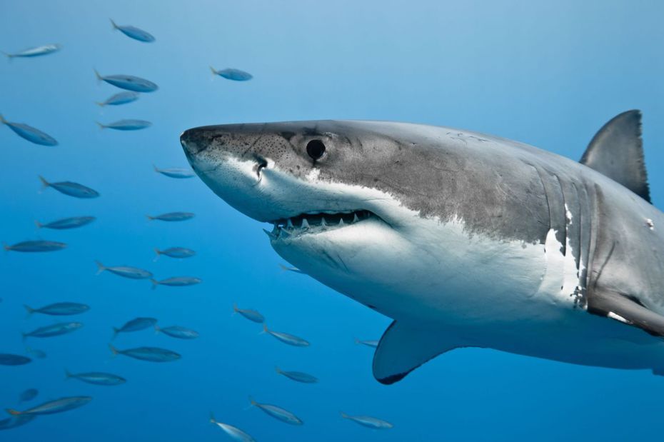 鯊魚可能成為了毒品走私產業下無辜的受害者。（圖／Canva）