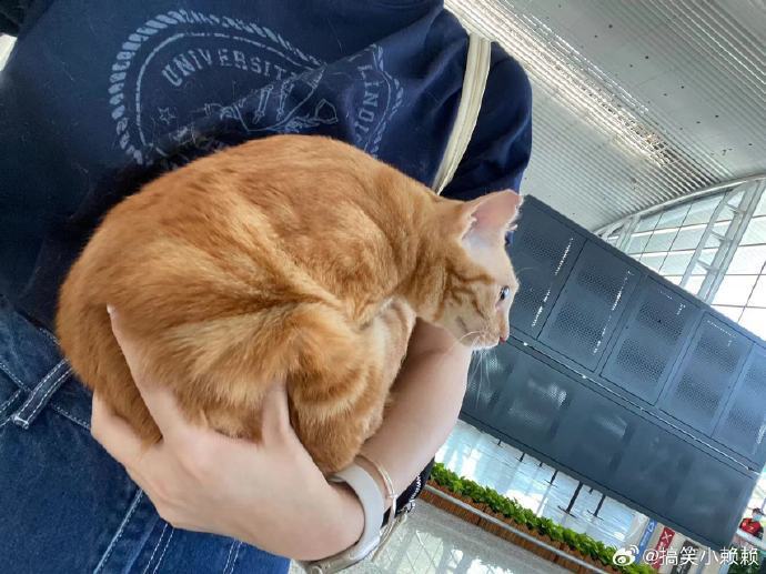 一隻橘貓鑽進主人的行李箱亂入機場安檢。圖擷自微博