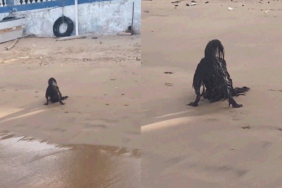 沙灘上的神秘黑影被網友形容為「超自然生物」，其實是一隻狗狗正在玩水。圖擷自Tiktok/@lost_ptyer