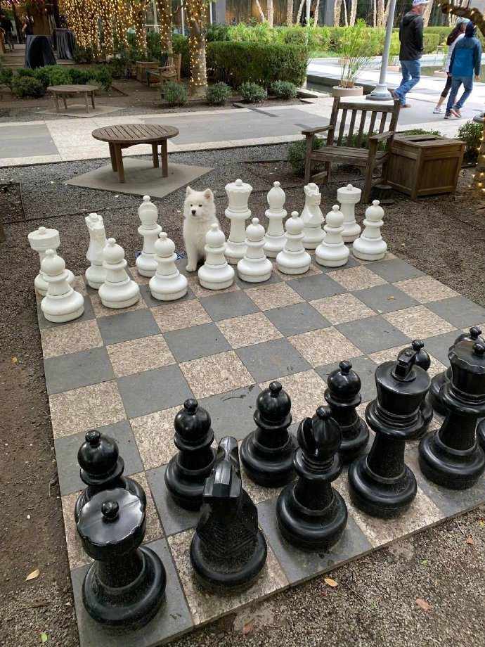 薩摩耶亂入西洋棋，毫無違和的萌樣融化許多網友。圖擷自微博