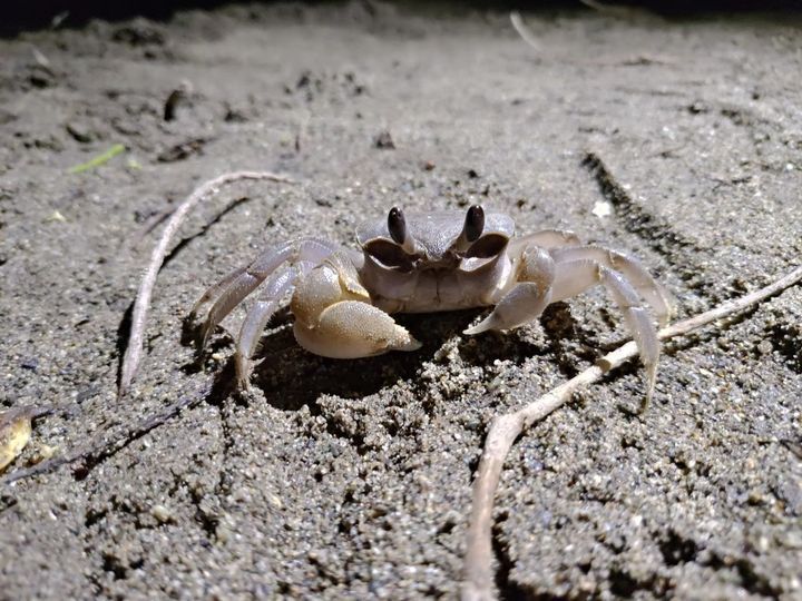 ▲沙灘上極速狂奔的中華沙蟹。　圖：國立海洋生物博物館／提供