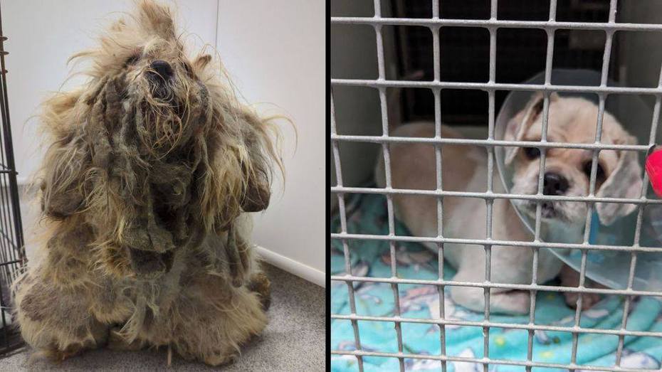 這隻被命名為「派珀」（Pepper）的小西施犬被發現時全身毛髮都打結交纏在一起。（圖／翻攝自Facebook RSPCA）