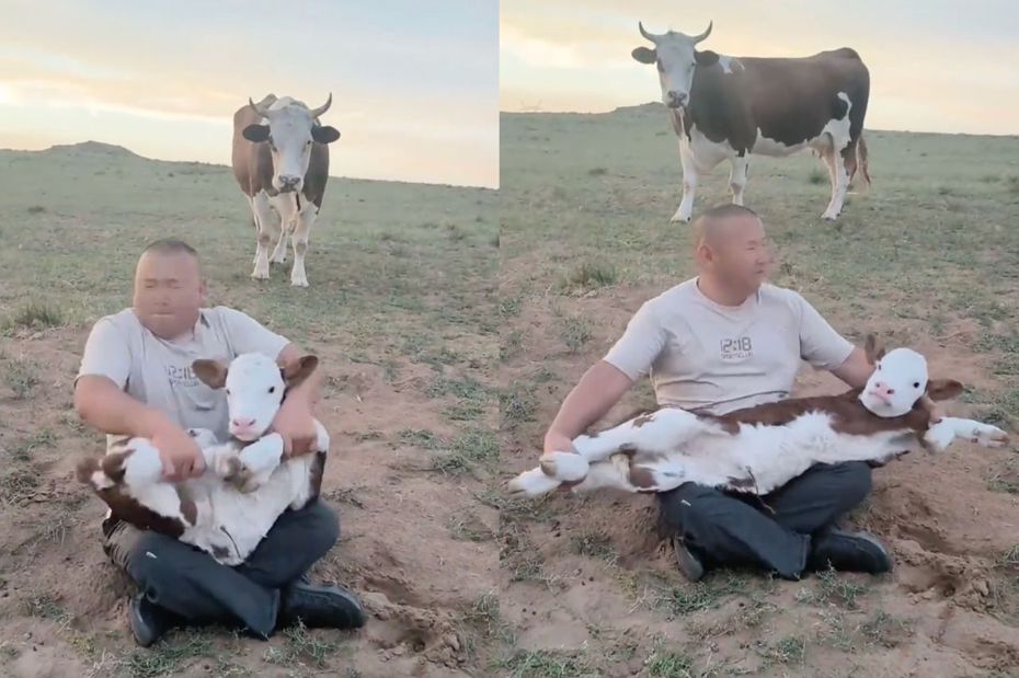 男子把小牛當成手風琴演奏。（圖／翻攝自微博）
