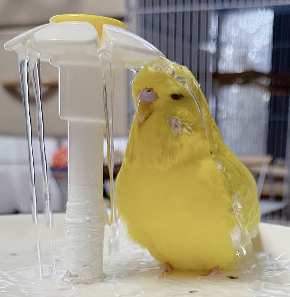 日本一隻長尾小鸚鵡，「沖冷水澡」表情相當憂鬱爆紅。圖擷自推特@oimoponpon