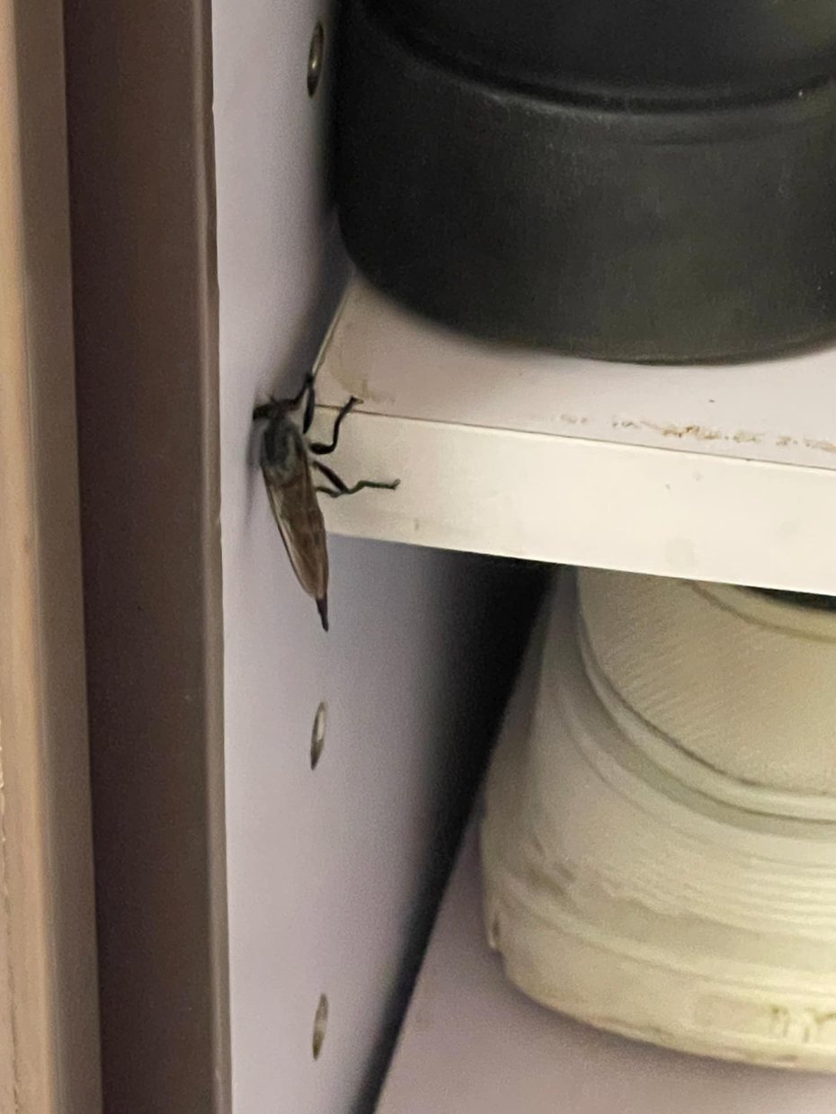 一名網友在家中發現一隻超巨大蒼蠅停在櫥櫃上一動也不動，但模樣十分嚇人，嚇得他立刻PO網詢問這到底是什麼生物，照片貼出後有內行網友急勸「千萬別殺」。 (圖/取自臉書社團「香港滅蟲關注組」)