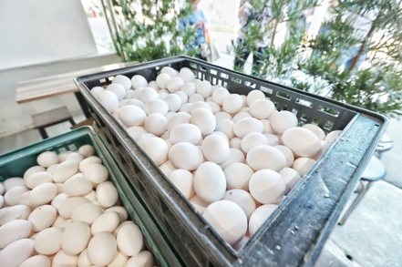外傳政府施壓要求蛋農凍漲蛋價，對此，農業度澄清絕無此事。 聯合報系資料照片