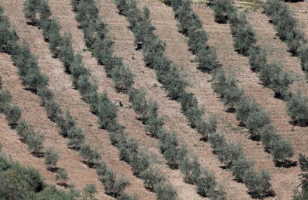 高溫極端氣候一年比一年嚴重，全球橄欖油價格恐將飆升。  路透