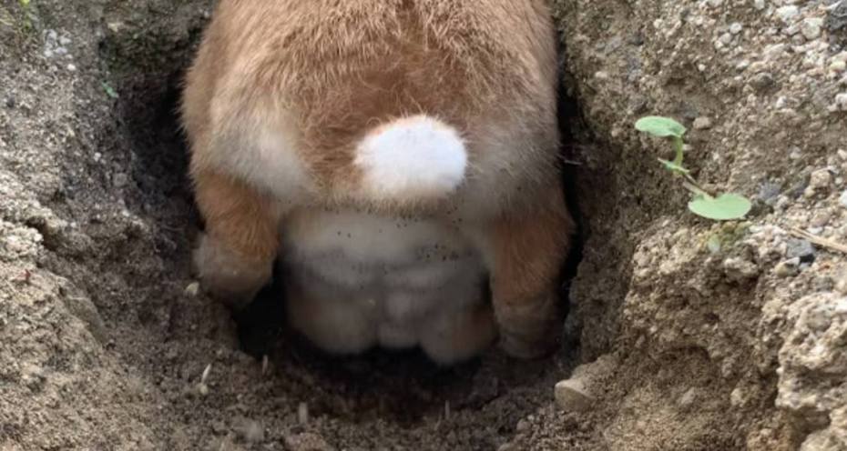 日本一名寵物界YouTuber「うさ男」飼養了一隻可愛的兔子，不時分享兔子的日常生活，但最近突然發現兔子腹部竟然練出6塊腹肌。圖／取自Twitter@papanikki1