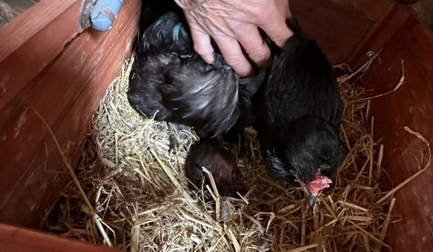 一名農場主人發現自家母雞孵蛋的時候怪怪的，走近一看牠竟然在孵一隻小松鼠寶寶，母雞面對不同物種的松鼠寶寶則是母愛爆棚一直照顧牠，暖心的行為讓動保中心的志工也相當感動。 (圖/取自 Scottish SPCA 官網)