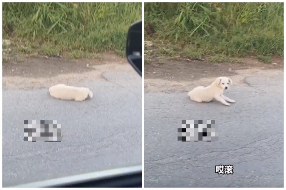小狗躺路中睡覺，被男子喝斥驅離。圖取自微博