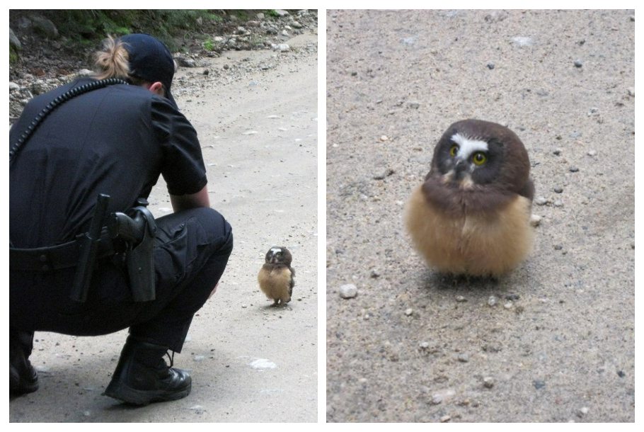 一隻小貓頭鷹在路中央遇到警察，嚇到背起手手還瞪大無辜雙眼盯著警察看，就像是在說「放我回家，人家只是路過的」，可愛的模樣讓不少網友直呼超萌。 (圖/取自影片)