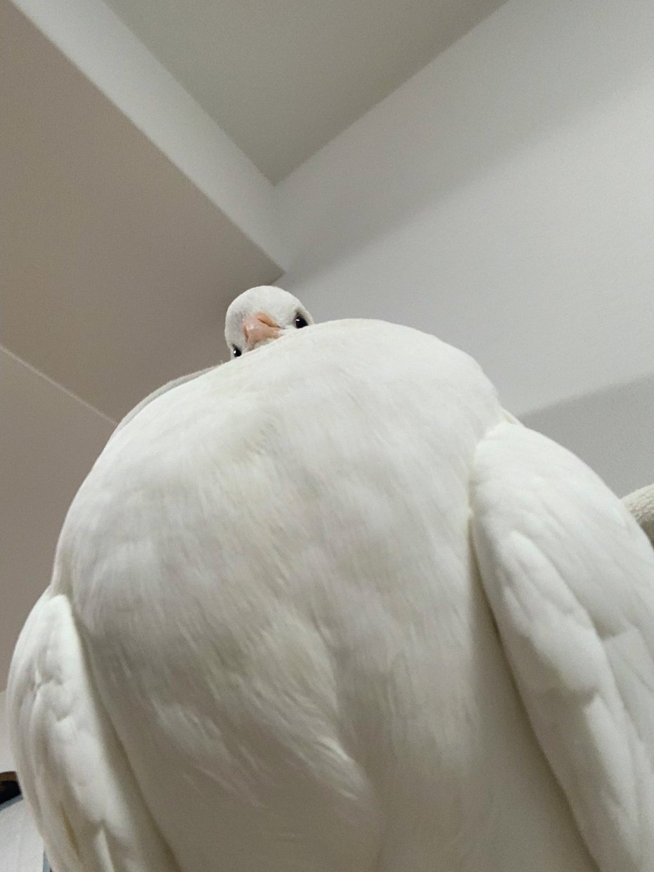 日本飼主曬出自家的「巨人鴿子」，吸引許多網友朝聖。圖擷自@mdp36298296
