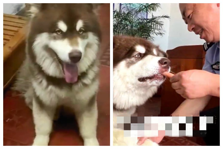 一隻走失的阿拉斯加雪橇犬被人發現在街上遊蕩，通報警方後警察看牠找不到主人很焦急就先收編在警局裡面，突然想到最近詐騙案猖獗，就想說讓狗狗當反詐騙宣傳大使。 (圖/取自影片)