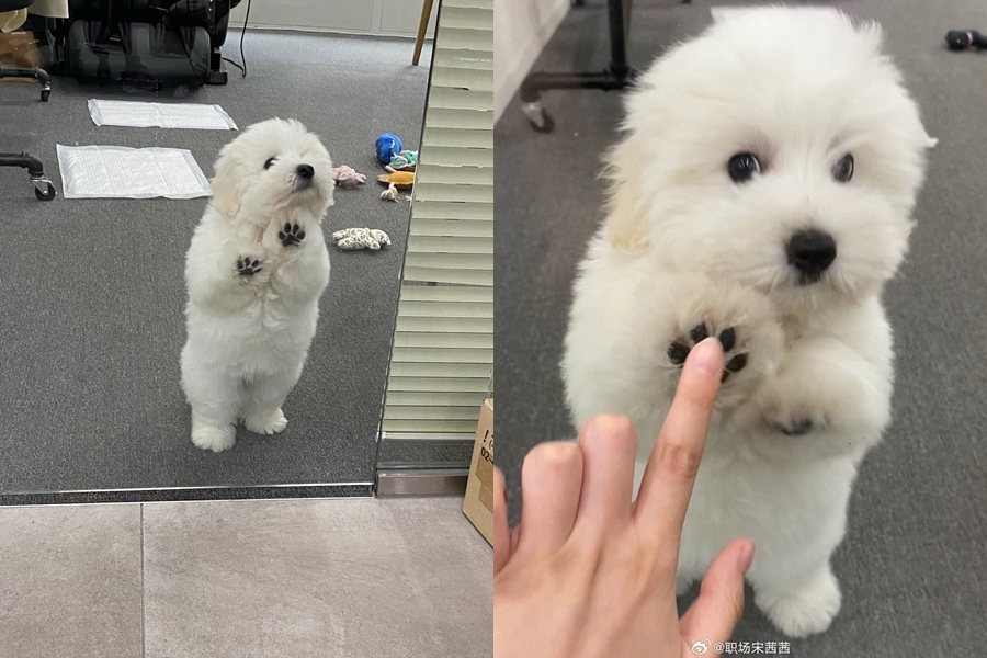 網友發文分享主管帶著小狗來上班，整間辦公室瞬間變得超療癒。圖擷自微博