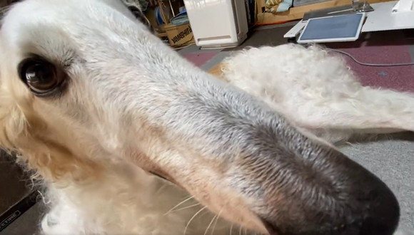 最近有一段影片在網路上瘋傳，一隻白色大狗長相相當特殊，從眼睛到鼻子竟然像小木偶皮諾丘的鼻子一樣長，不成比例的模樣讓不少網友相當驚嘆，紛紛好奇這是什麼品種的狗。
 (圖/取自X)