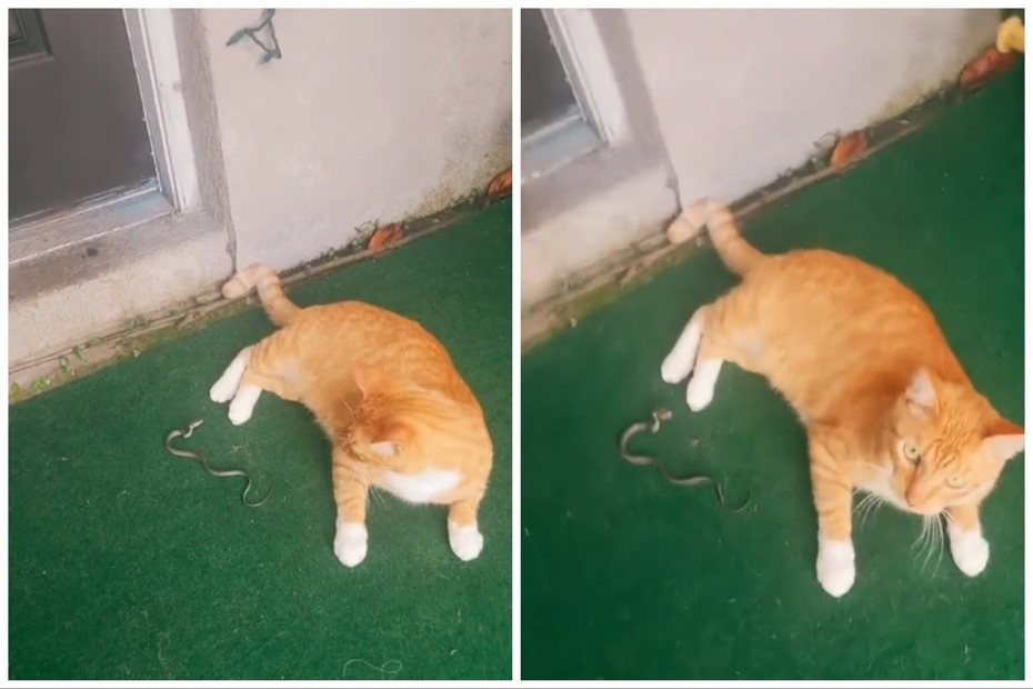 橘貓被小蛇攻擊完全不在乎。圖取自IG