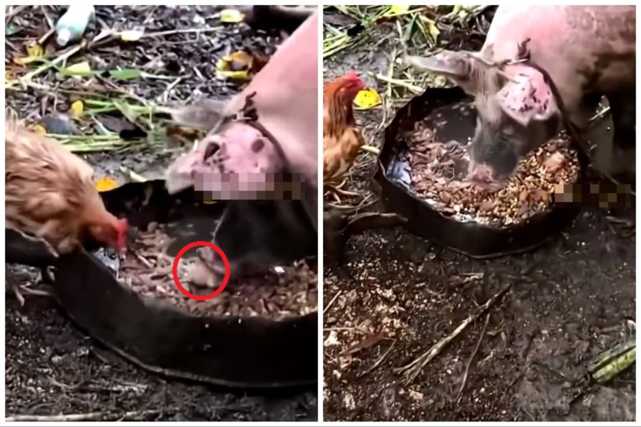 豬和母雞一起吃飯，突然就把盆裡的小雞吞了。圖取自微博