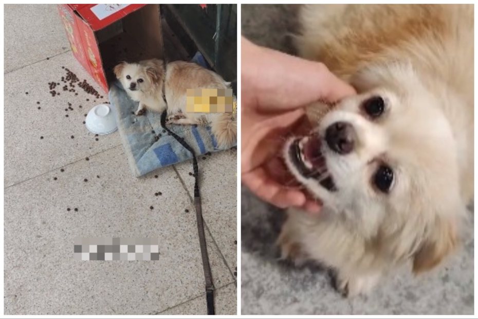 懷孕的狗狗被丟在寵物店門口，被老闆救助送醫。圖取自微博