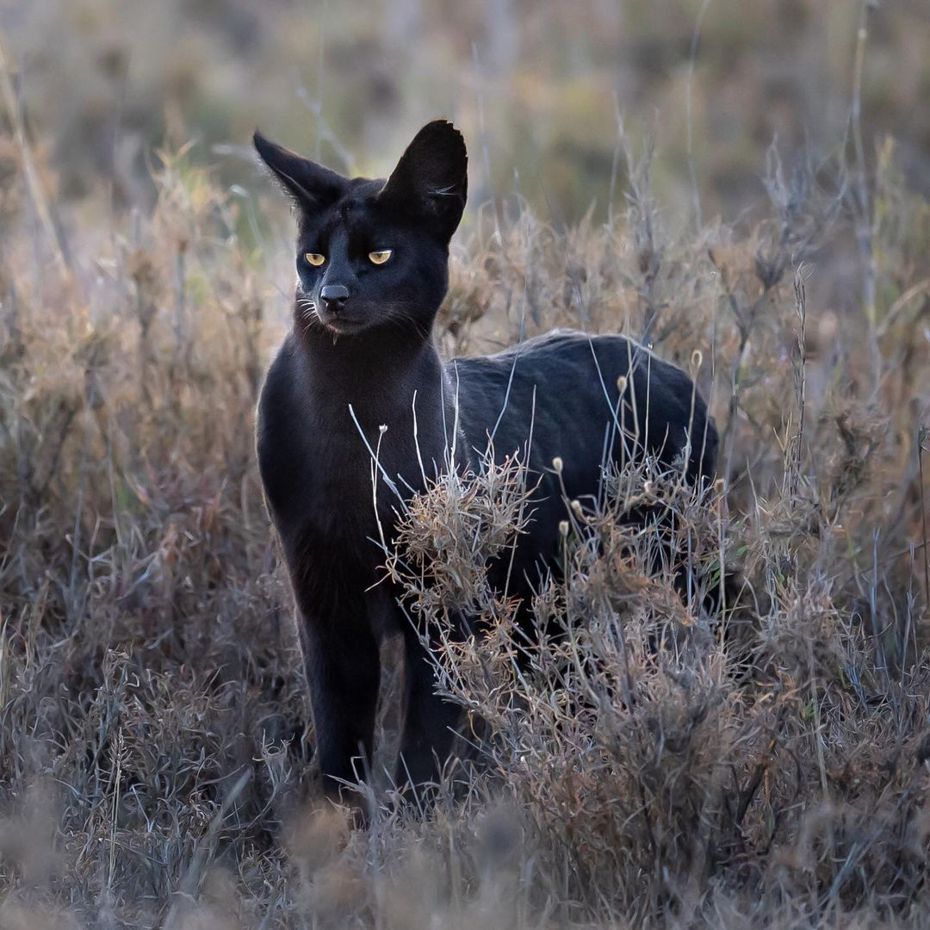 一名攝影師在戶外拍攝風景照，遇到一隻大耳朵黑貓亂入鏡頭，他拍下這張照片後好奇該物種的身分，結果發現竟然是相當罕見的基因突變藪貓。 (圖/取自IG「georgetheexplorer」)