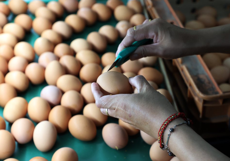 進口蛋風波燒出雞蛋安全問題，買蛋選擇「洗選蛋」就萬無一失了嗎？洗選蛋的清洗流程是什麼？ 圖／杜建重攝影