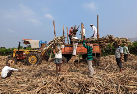 受到乾旱影響，印度可能限制砂糖出口。 路透