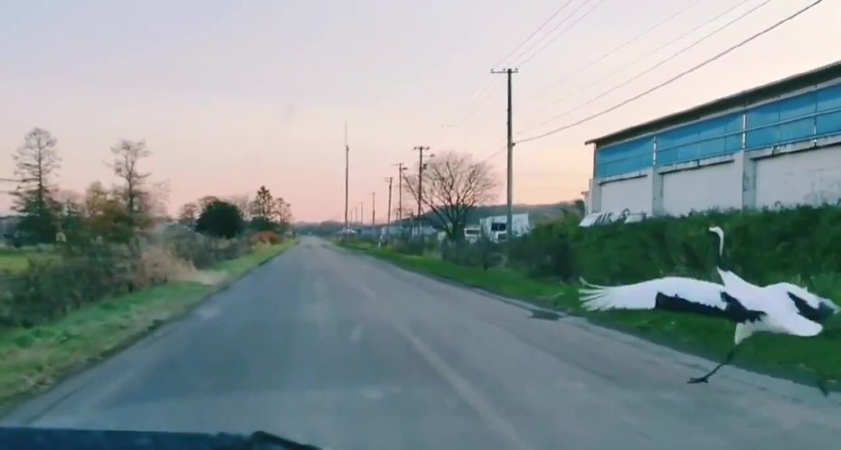 一名男子在鄉間小路開車，突然從後照鏡看到一道白色的身影從右側車道鬼切進內側車道，一開始還沒發現這到底是什麼生物，調行車紀錄器一看驚呼是珍貴國寶。 (圖/取自影片)
