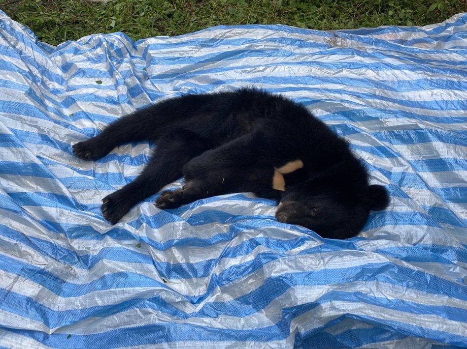 苗栗泰安果園旁的竹林裡1隻小公熊被套索困住，左前掌腫脹，經通報後才獲救。 圖／林業及自然保育署台中分署提供