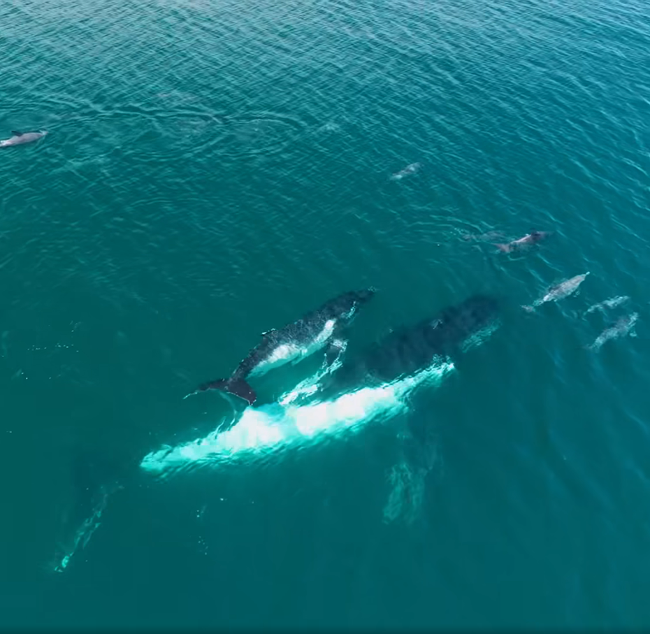 日前有民眾在海上發現一對座頭鯨母子離開鯨群迷路了，正當牠們慌張的游來游去時，一群海豚發現這對落隊的座頭鯨母子，主動擔任嚮導開路，協助母子返回鯨群的遷徙路線。 (圖/取自影片)