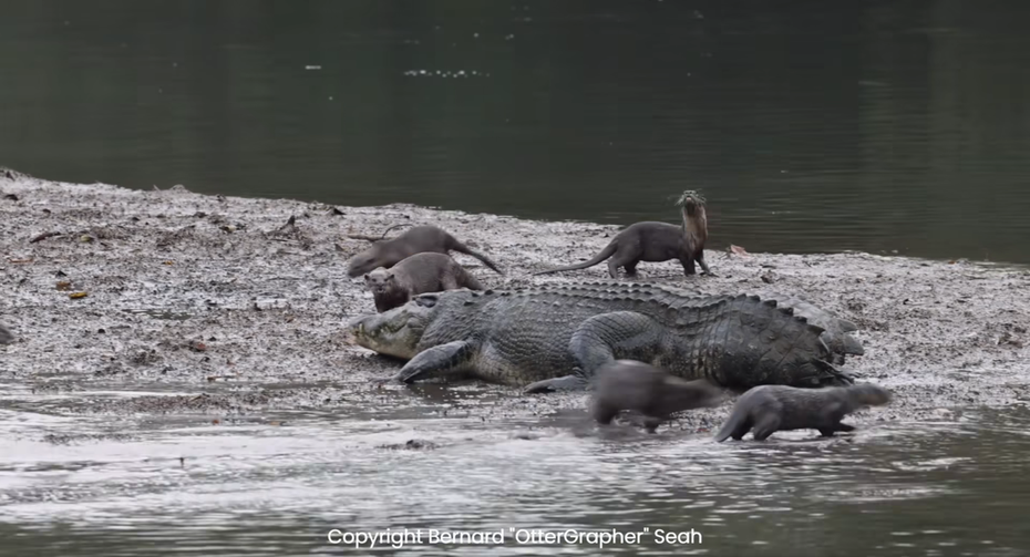 有民眾在河邊直擊一群水獺跟一隻無尾巨鱷在爭奪地盤，十幾隻水獺圍著鱷魚不斷攻擊挑釁，試圖將其趕走，沒想到鱷魚竟不為所動，最後兩方僵持結局出乎人意料之外。 (圖/取自影片)
