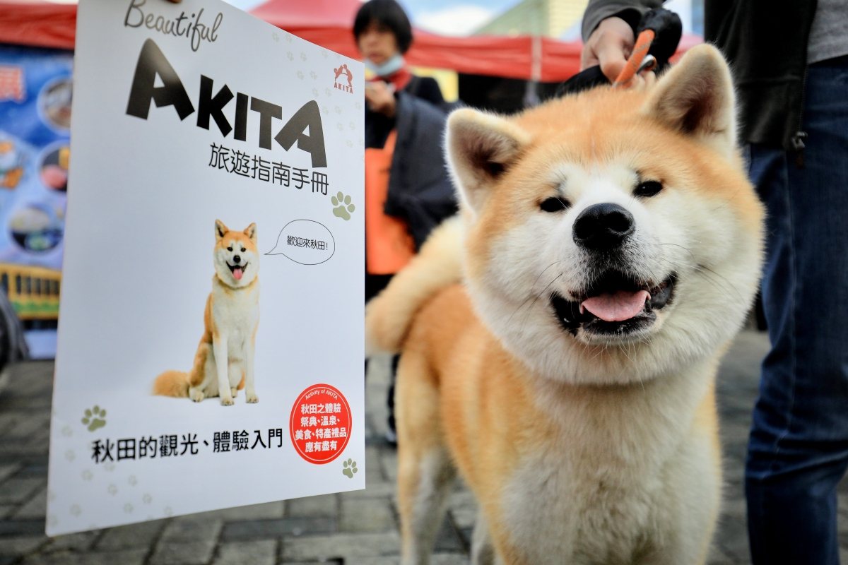 秋田犬穿梭會場，萌樣吸引到場民眾。