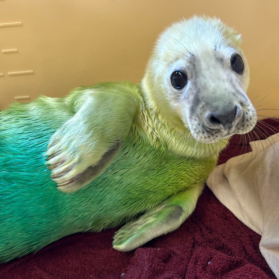 小海豹身上出現奇妙的藍綠色，引起網友關注。圖擷自臉書/Seal Rescue Ireland