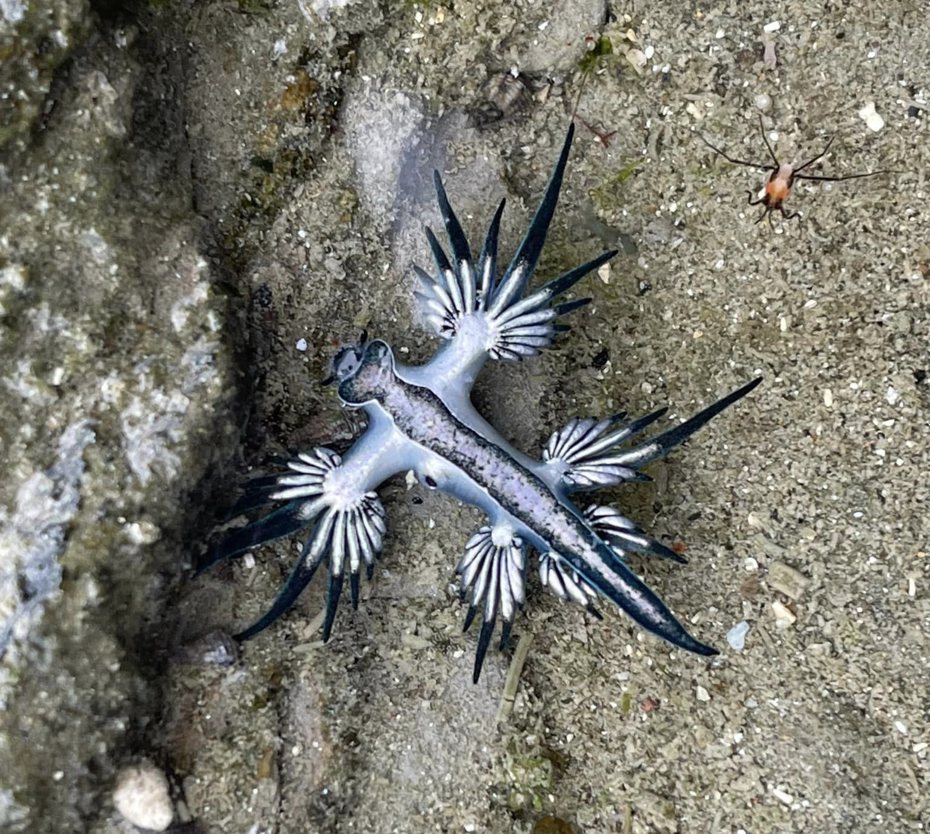 「海神」大西洋海蛞蝓。圖／海科館提供