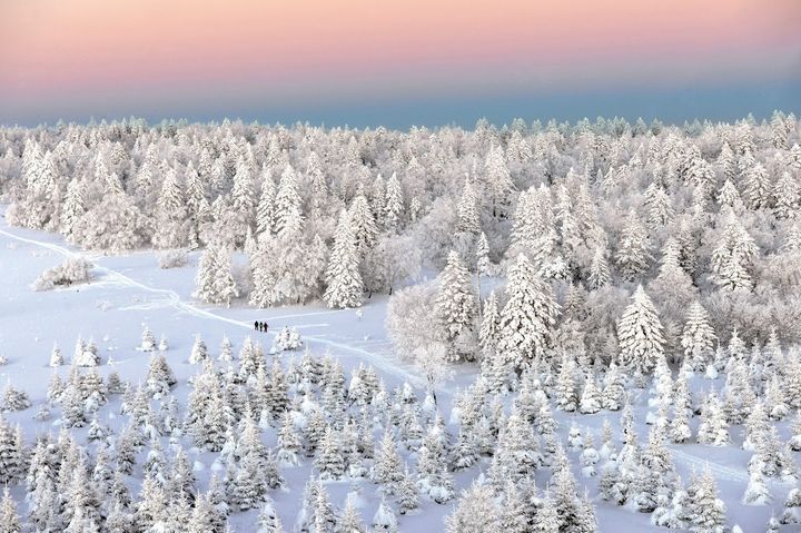 ▲吉林的雪松景色也是一大看點。　圖：海峽兩岸旅遊交流協會（攝影：鄭春生）／提供
