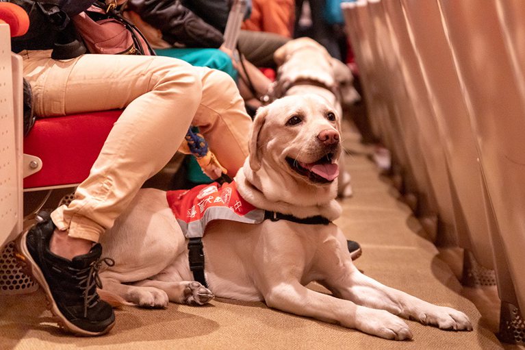 兩廳院的共融服務之一：讓導盲犬可進入劇場。 圖／國家兩廳院提供