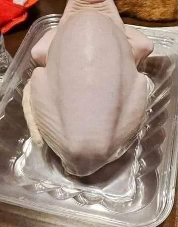 一名網友在家發現了盛裝烤雞的盒子裡面竟然放著完全沒烤過的白斬雞，想要把牠拿起來卻發現動了，沒想到竟然是自家飼養的無毛貓偽裝的，堪稱天衣無縫。 (圖/取自臉書「Anna Kelly」)